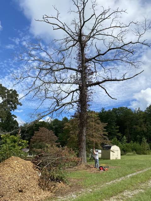 Tree removal and lot clearing by Whitener Tree Service, Blue Ridge GA — job 3