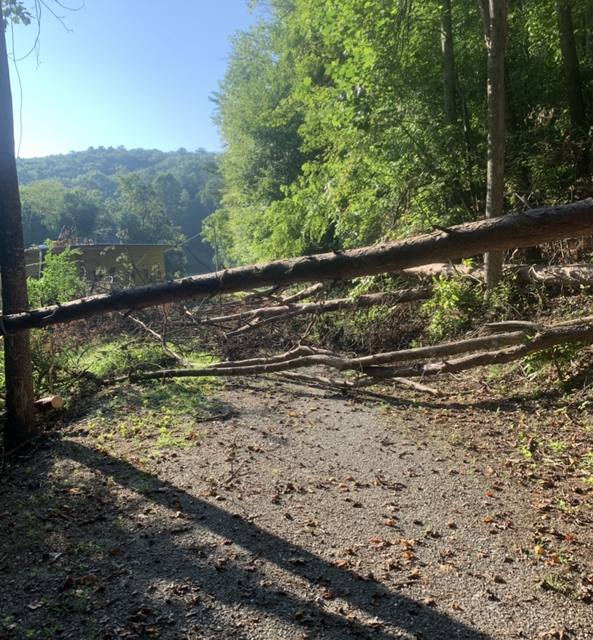 Tree removal and lot clearing by Whitener Tree Service, Blue Ridge GA — job 22