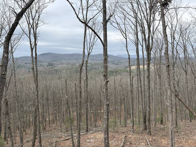 Tree removal and lot clearing by Whitener Tree Service, Blue Ridge GA — job 28