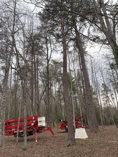 Tree removal and lot clearing by Whitener Tree Service, Blue Ridge GA — job 29
