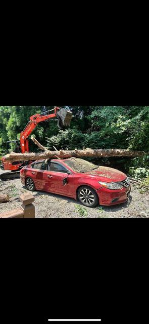 Tree removal and lot clearing by Whitener Tree Service, Blue Ridge GA — job 34