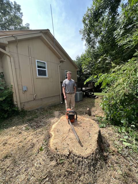 Tree removal and lot clearing by Whitener Tree Service, Blue Ridge GA — job 50